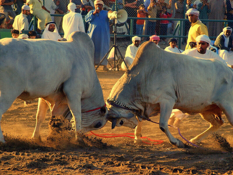 Fujairah Corniche Bull Fighting