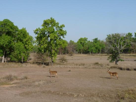 Kanha National Park Photos