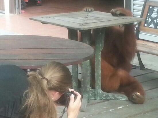 Photos of Semenggoh Nature Reserve, Kuching