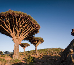 Socotra Island, Yemen’s Gulf of Aden