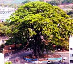 Cotton tree, Freetown