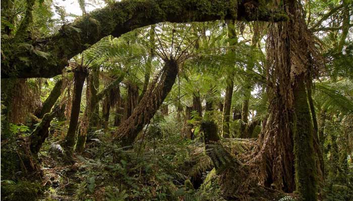 Amboro National Park bolivia