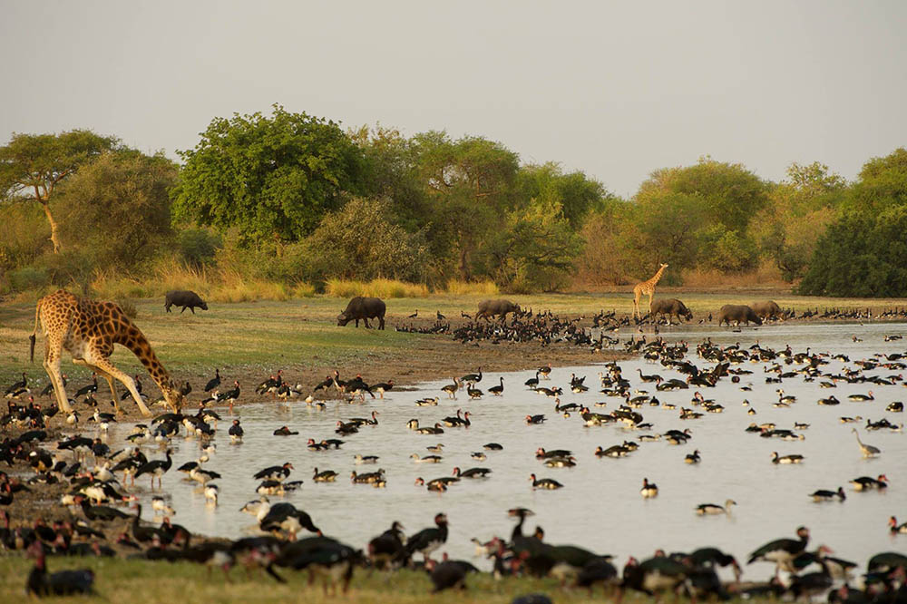 Zakouma National Park